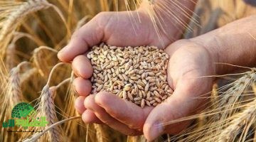 الحكومة تطمئن المواطنين . مخزون القمح يكفي لأكثر من 3 أشهر والسكر يتجاوز 14 شهراً1