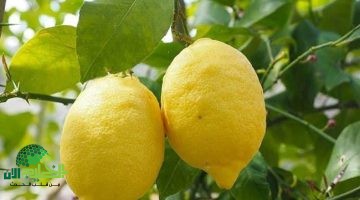 السر السوري العبقري. كيف تحفظ الليمون طازجًا لمدة عام كامل؟