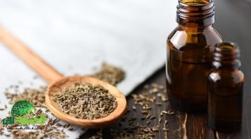 العلاج السحري كيف يحقق مزيج زيت الزيتون والكمون معجزات صحية من الهضم إلى المناعة والوزن المثالي؟