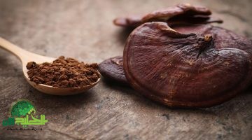 الفطر الريشي . أملاً جديداً لمرضى السرطان في عالم الطب التكاملي1