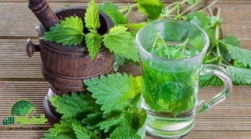 القراص كنز طبيعي لشعر كثيف وصحي دون تكاليف باهظة