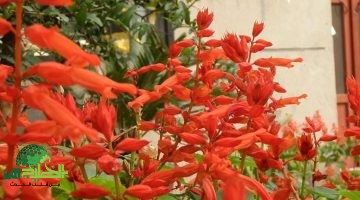 المرمية الحمراء . كنز طبيعي يُحيي العظام ويُحارب الأمراض المزمنة دليل شامل1