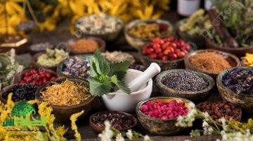 الوزن المثالي بلا حرمان دليلك الشامل لأقوى 5 أعشاب طبيعية لخسارة الدهون وضبط الشهية