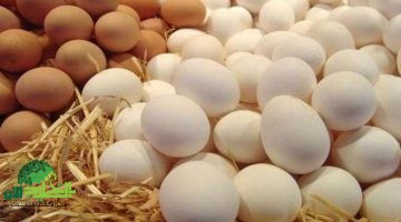 تقرير شامل. أحدث أسعار البيض والدواجن في مصر وأسباب الارتفاع الصادم