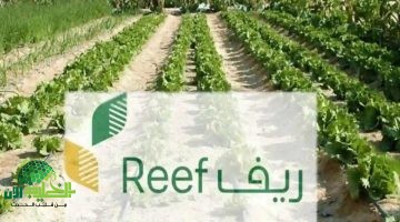 دعم ريف 1446. دفعة مالية أكبر لدعم الأسر المنتجة في المملكة