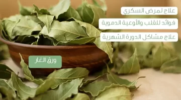 سر العلاج ورق بالغار وصفة يمنية قديمة لعلاج البواسير والإمساك في 3 أيام