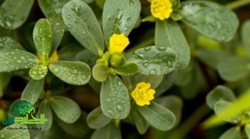 عشبة البقلة كنز صحي برائحة كريهة يُجدد الكبد ويعزز المناعة1