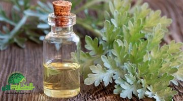 عشبة الشيبة . سر صحي عرفه القدماء وأكدته الأبحاث الحديثة1