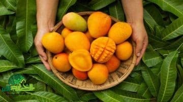 علامات تحذيرية في المانجو قد تهدد صحتك كيف تتجنب الفاكهة المسرطنة؟