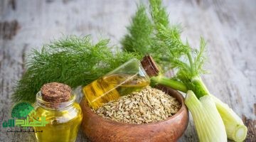 مشروب الشمر الحل الطبيعي لإنقاص الوزن وتحسين الصحة2
