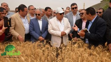 موسم حصاد القمح 2025 في الدقهلية . انطلاقة من السنبلاوين