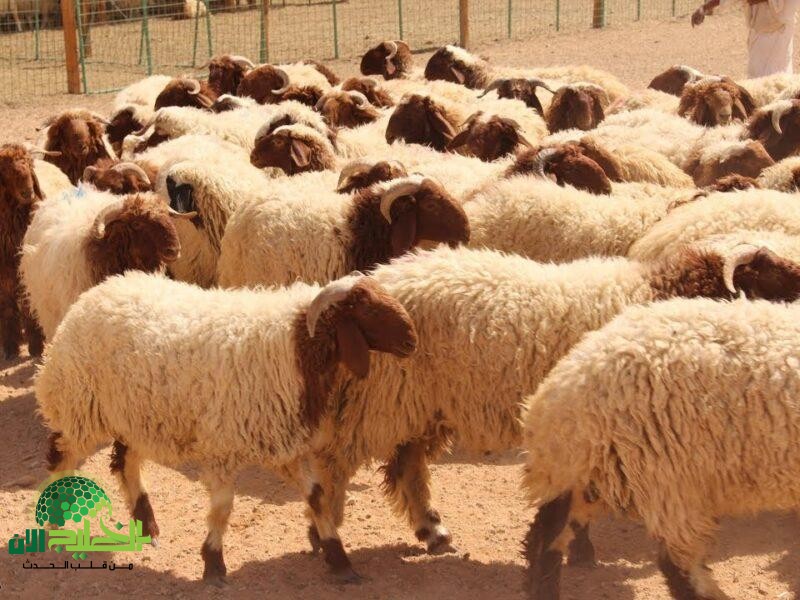 أسعار أضاحي عيد الأضحى 2025 في مصر.. كل ما تحتاج معرفته قبل الشراء