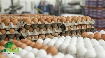 أسعار البيض اليوم في مصر 10 مايو 2025. استقرار في الأسعار ونصائح ذكية للشراء