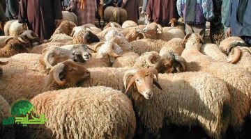 أماكن بيع الأضاحي المرخصة في الرياض وجدة والمدينة المنورة لموسم حج 1446