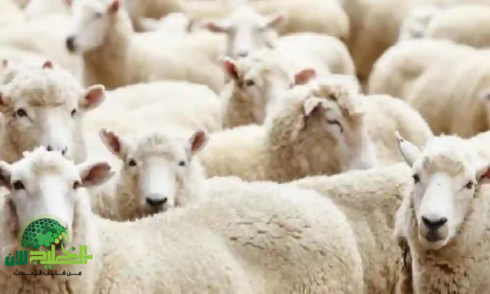 أماكن بيع الأضاحي المرخصة في الرياض وجدة والمدينة المنورة لموسم حج 1446