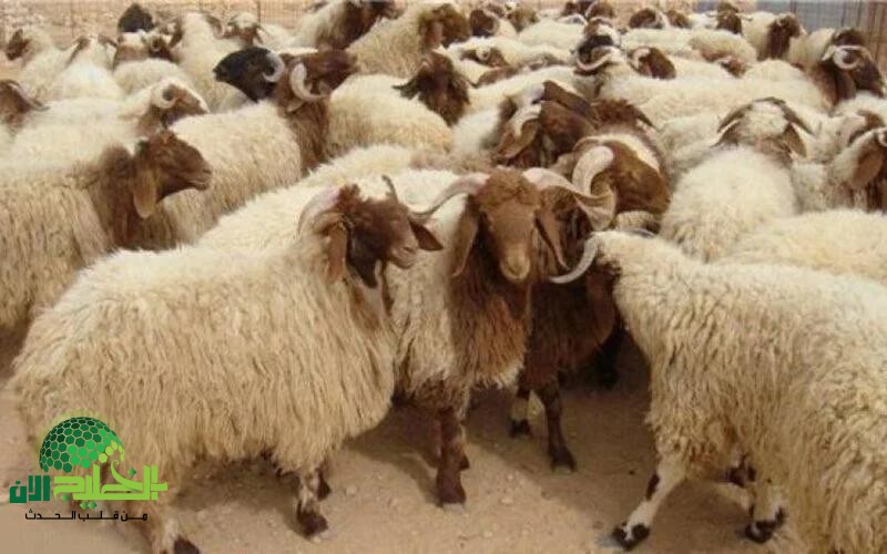أماكن بيع الخرفان في السعودية 2025.. دليلك الشامل لاختيار الأضحية المثالية في عيد الأضحى
