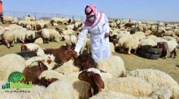 أماكن بيع الخرفان في السعودية 2025. دليلك الشامل لاختيار الأضحية المثالية في عيد الأضحى