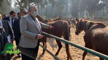 الرئيس السيسي يوجه بتطوير محطة الزهراء للخيول . رؤية طموحة لتعزيز التراث المصري1