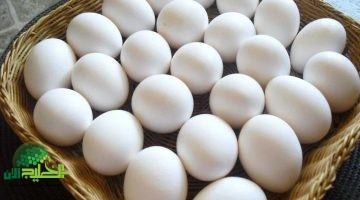 سعر كرتونة البيض اليوم الخميس 22 مايو 2025. البيض الأحمر والأبيض في صدارة إفطار المصريين
