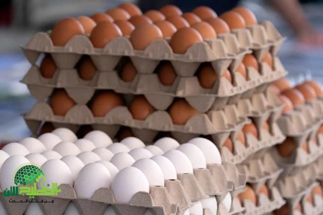 سعر كرتونة البيض اليوم الخميس 22 مايو 2025.. البيض الأحمر والأبيض في صدارة إفطار المصريين