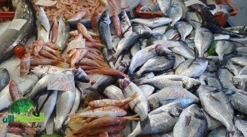 صدمة في أسواق الأسماك. البلطي يقترب من مستويات قياسية والسبب مفاجئ