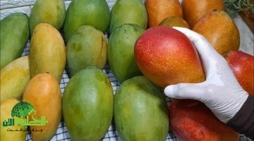 طريقة مذهلة لتخزين المانجو في الفريزر والاستمتاع بها طوال السنة