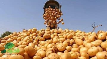 قفزة في صادرات البطاطس المصرية. أكثر من مليون طن في موسم واحد