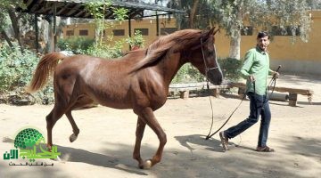 محطة الزهراء لتربية الخيول. خطوة مصرية نحو العالمية1