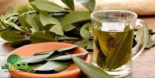 ورق الغار. كنز صحي وجمالي لا يعرفه الكثيرون دليل شامل لفوائده المذهلة