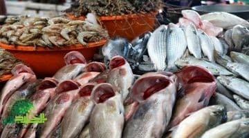 أسعار السمك اليوم الجمعة 27 يونيو 2025. استقرار نسبي في الأسواق المصرية