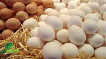 استقرار أسعار البيض اليوم الخميس 26 يونيو 2025. تفاصيل الأسعار من المزرعة حتى المستهلك