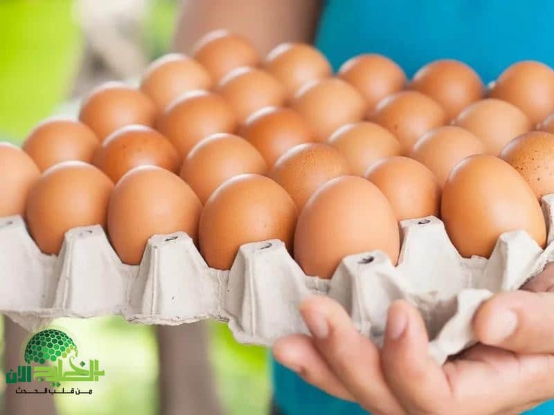 استقرار أسعار البيض اليوم الخميس 26 يونيو 2025.. تفاصيل الأسعار من المزرعة حتى المستهلك