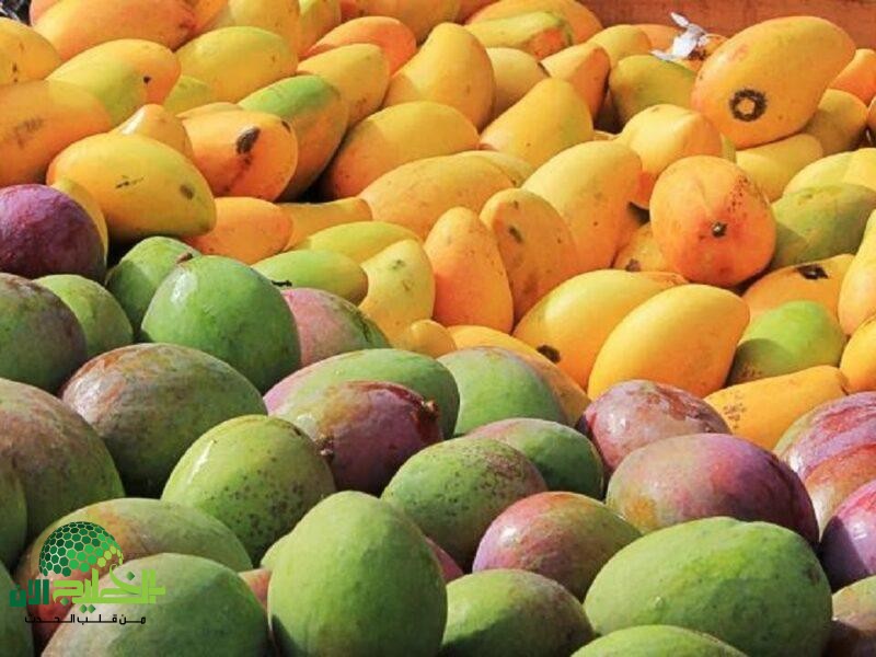 المانجو طوال العام.. كيف تحفظها في الفريزر دون أن تفقد نكهتها؟