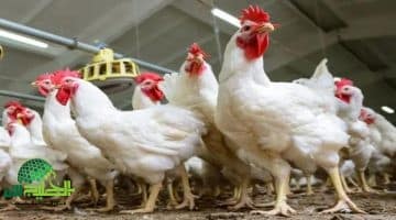تحديثات شاملة. أسعار الفراخ اليوم السبت 28 يونيو 2025 في الأسواق المصرية