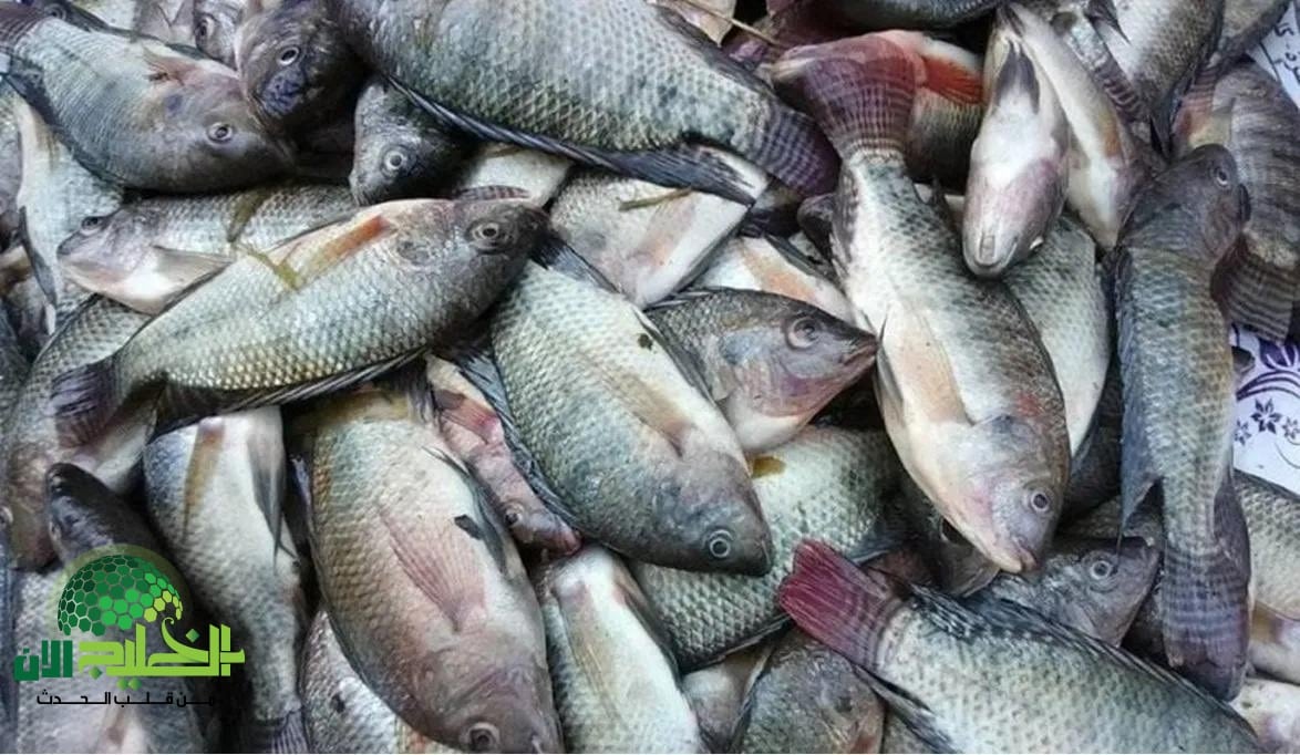 تعرف على أسعار الأسماك اليوم الأحد 29 يونيو 2025.. استقرار في السوق وتنوع في الأصناف