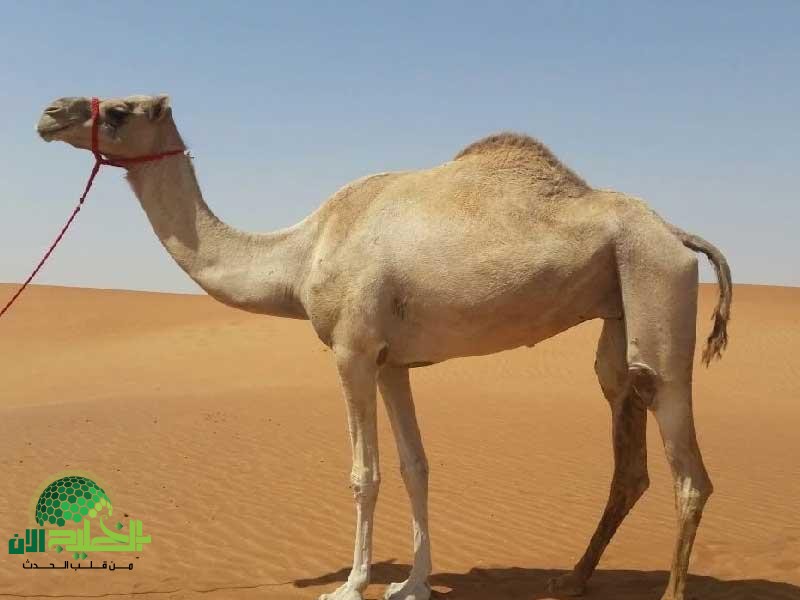 جمل بـ200 مليون ريال يشعل المزادات ويصنع حدثًا غير مسبوق في الخليج