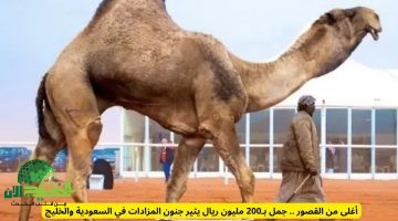 جمل بـ200 مليون ريال يشعل المزادات ويصنع حدثًا غير مسبوق في الخليج