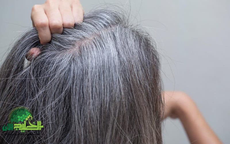 سر الجدات لعلاج الشيب. خلطة حناء وإكليل الجبل تخلصك من الشعر الأبيض من أول استخدام