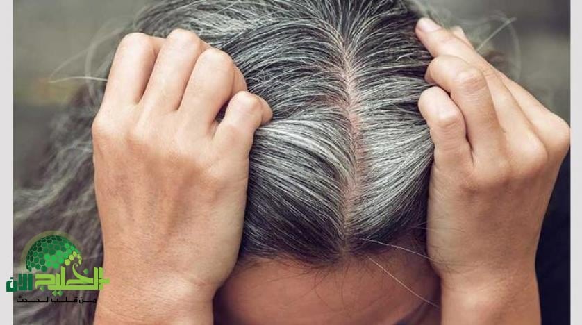 سر الجدات لعلاج الشيب.. خلطة حناء وإكليل الجبل تخلصك من الشعر الأبيض من أول استخدام