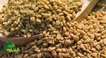 طريقة عمل الحلبة المعقودة. وصفة تقليدية غنية بالفوائد والطاقة