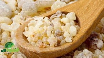 كريم لبان الذكر السحري لبشرة صافية وملامح مشدودة بدون مكياج
